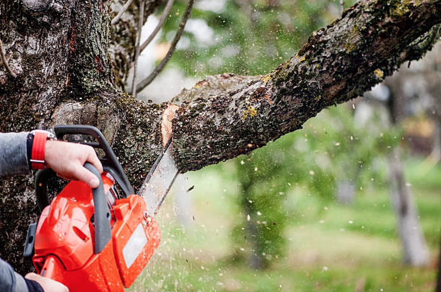Trimming Services